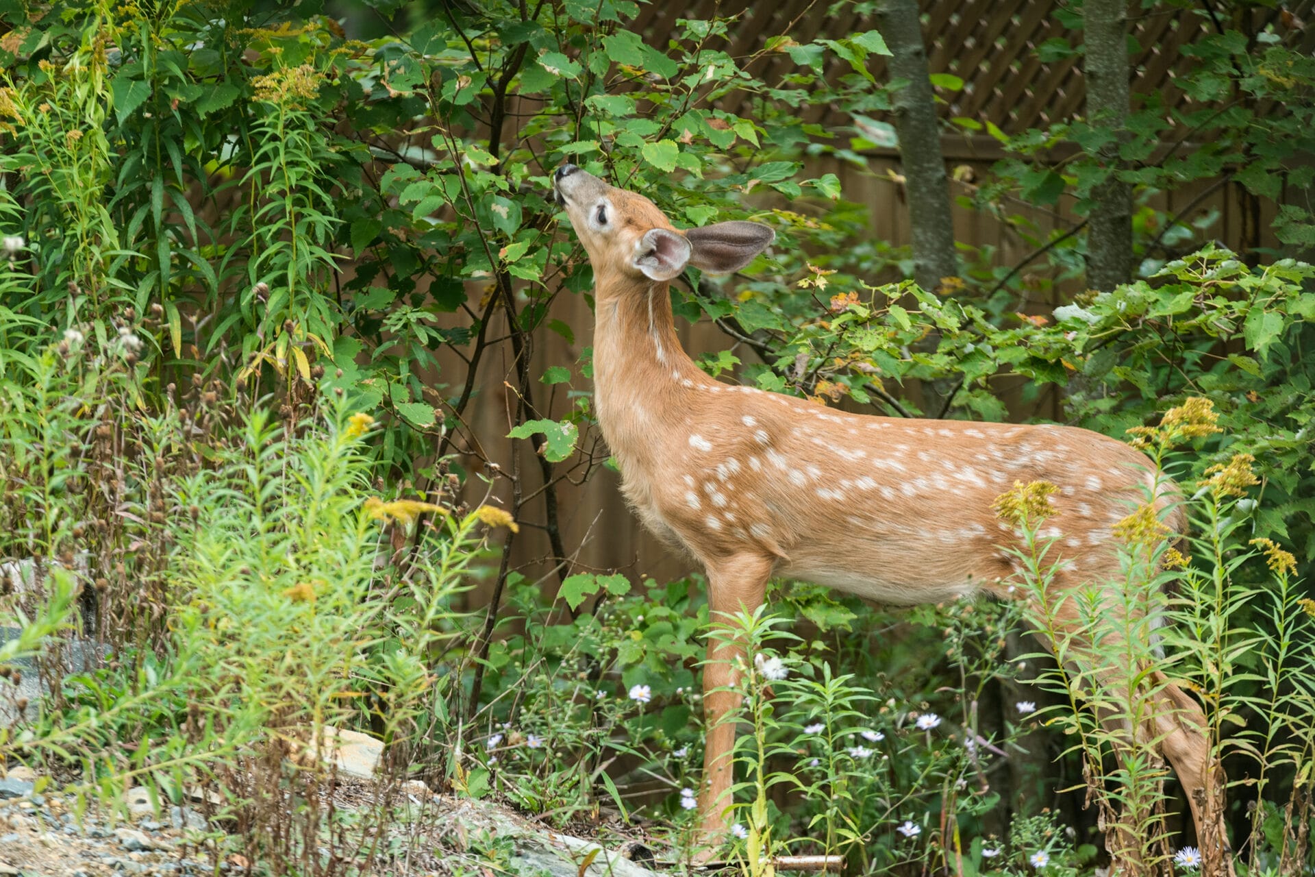 how_to_deer_proof_small_trees_iStock_803540608