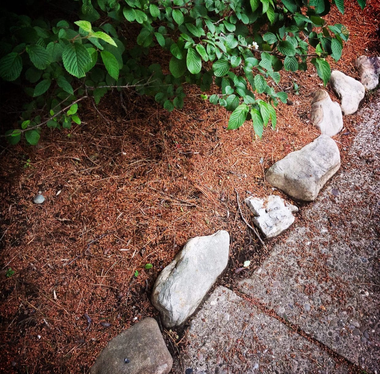 Should I Mulch with Pine Needles?
