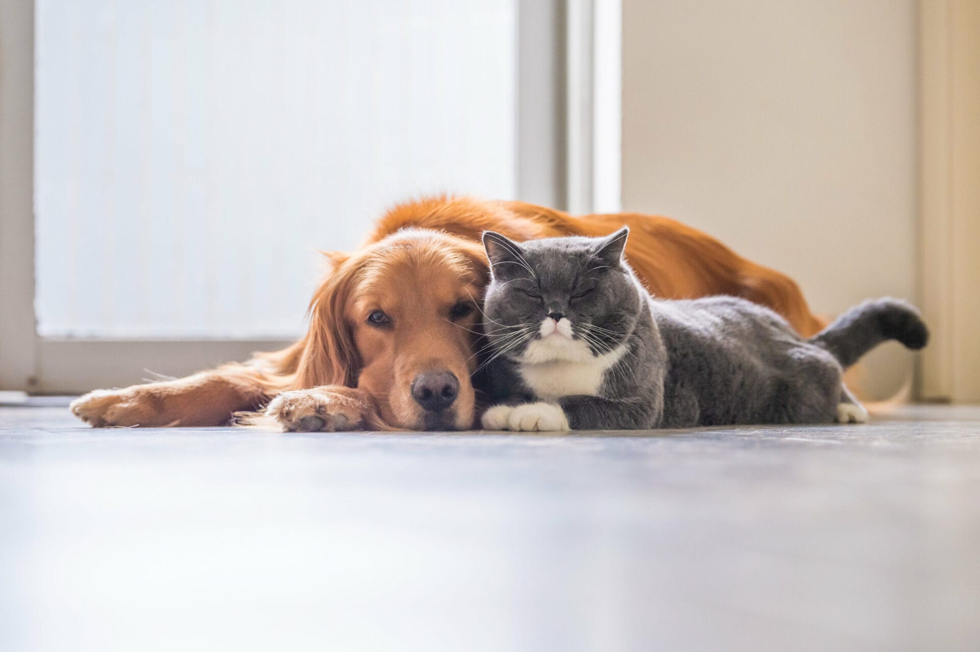 rsz_11adobestock_219922748